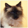 /album/fenykepgaleria/maya-2015-01-05-003-jpg/